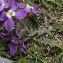 Imagem de Matthiola longipetala subsp. pumilio (Sm.) P. W. Ball