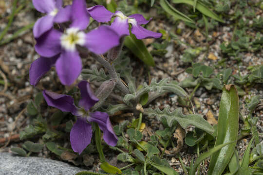 Image of Matthiola longipetala subsp. pumilio (Sm.) P. W. Ball