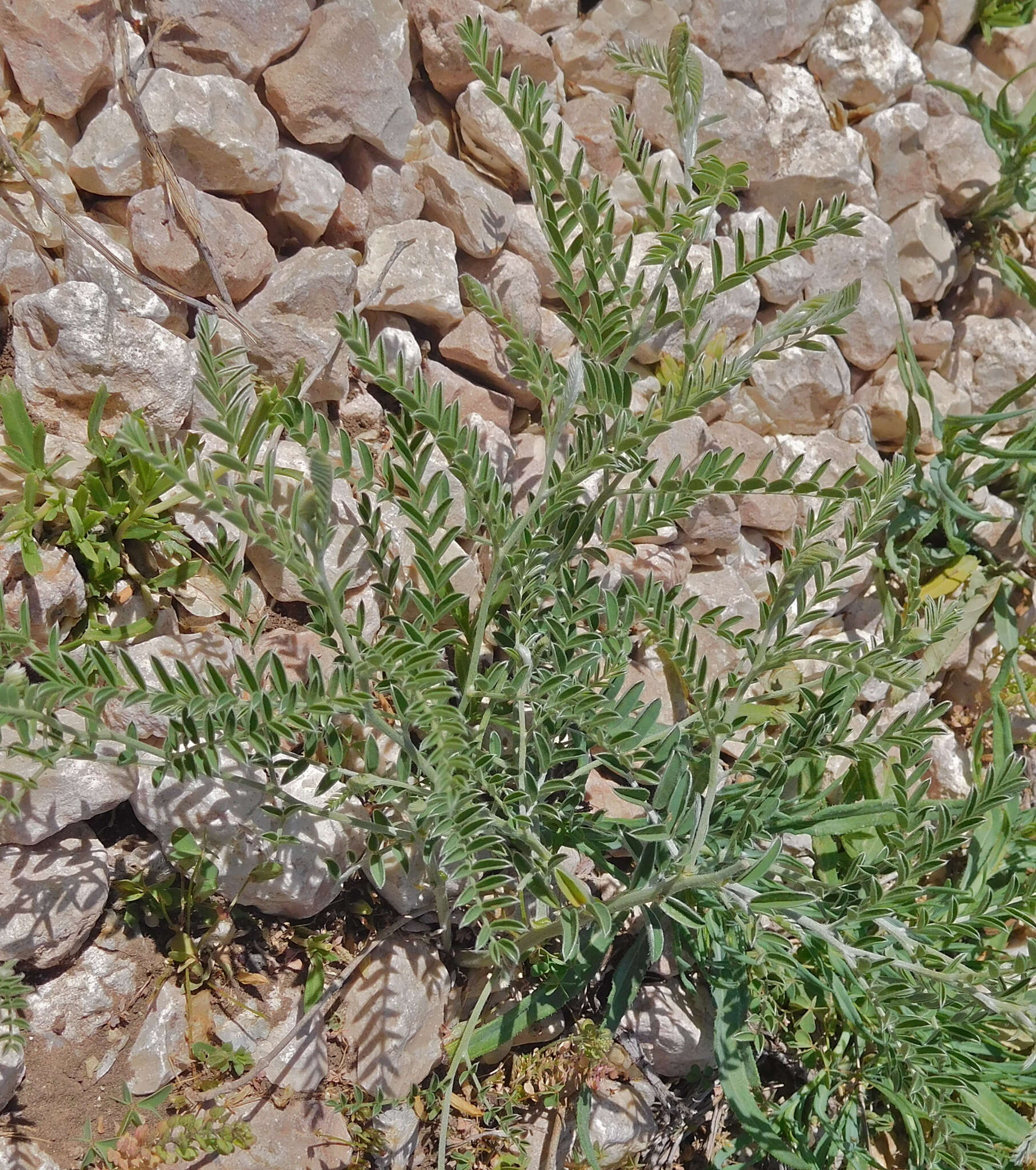 Image of silky sophora