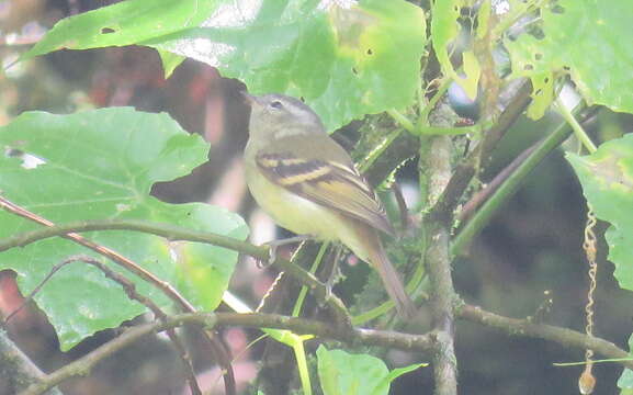 Image of Buff-banded Tyrannulet