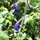 Image of Salvia urica Epling
