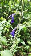 Image of Salvia urica Epling