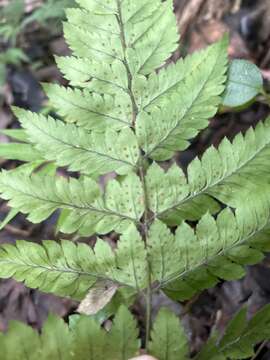 Imagem de Polystichopsis chaerophylloides (Poir.) Morton