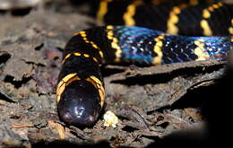 Image of Carib Coral Snake