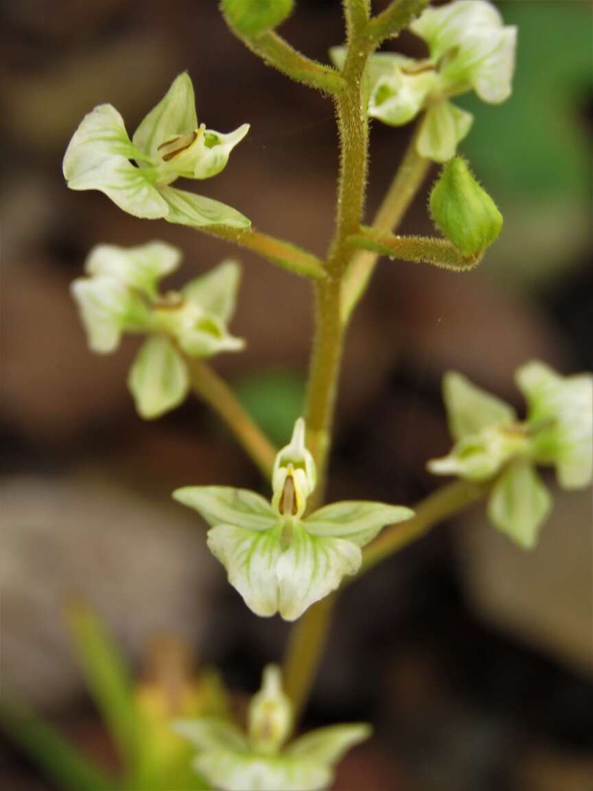 Imagem de Ponthieva racemosa (Walter) C. Mohr