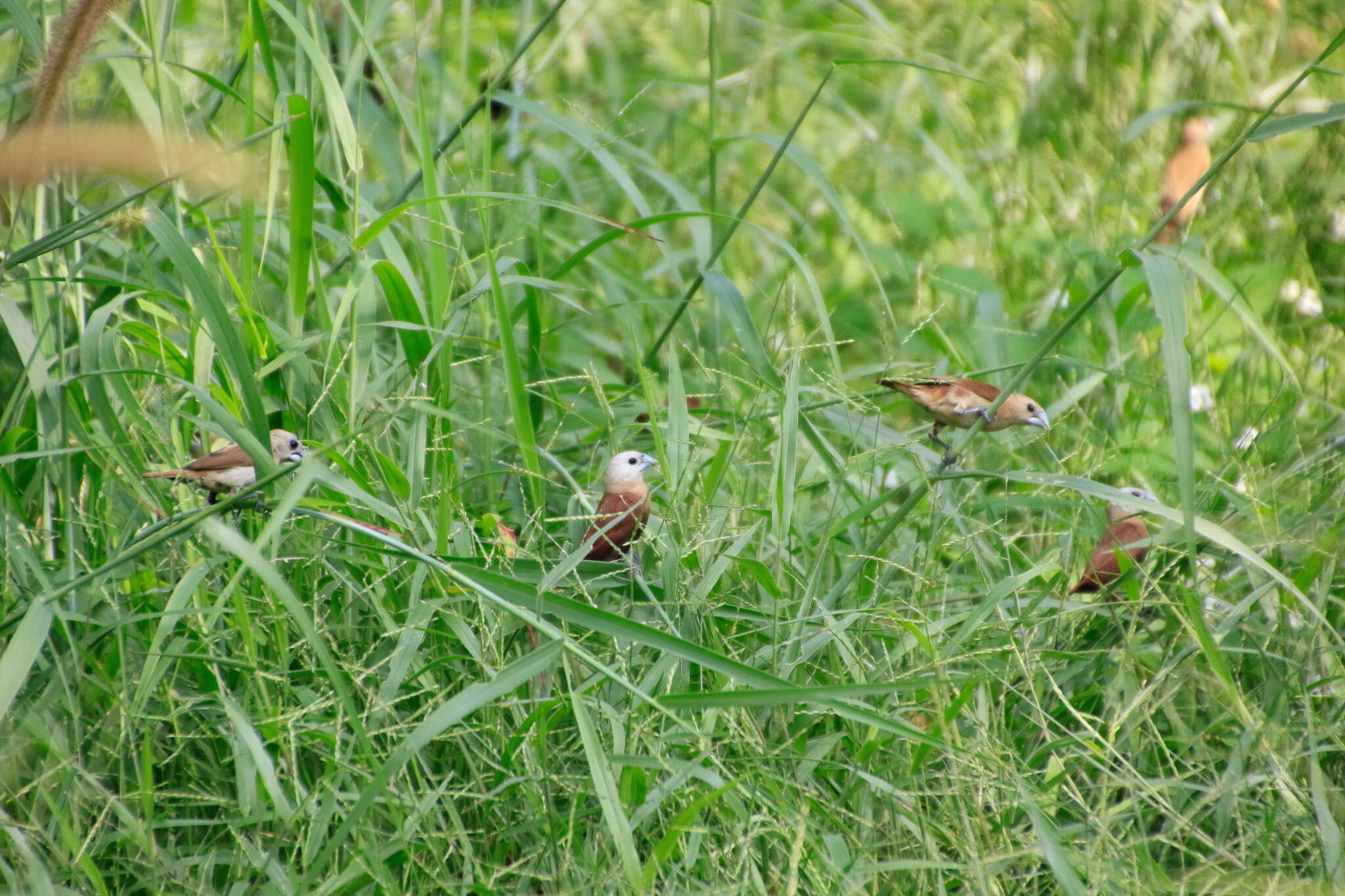 Image of White-headed Munia