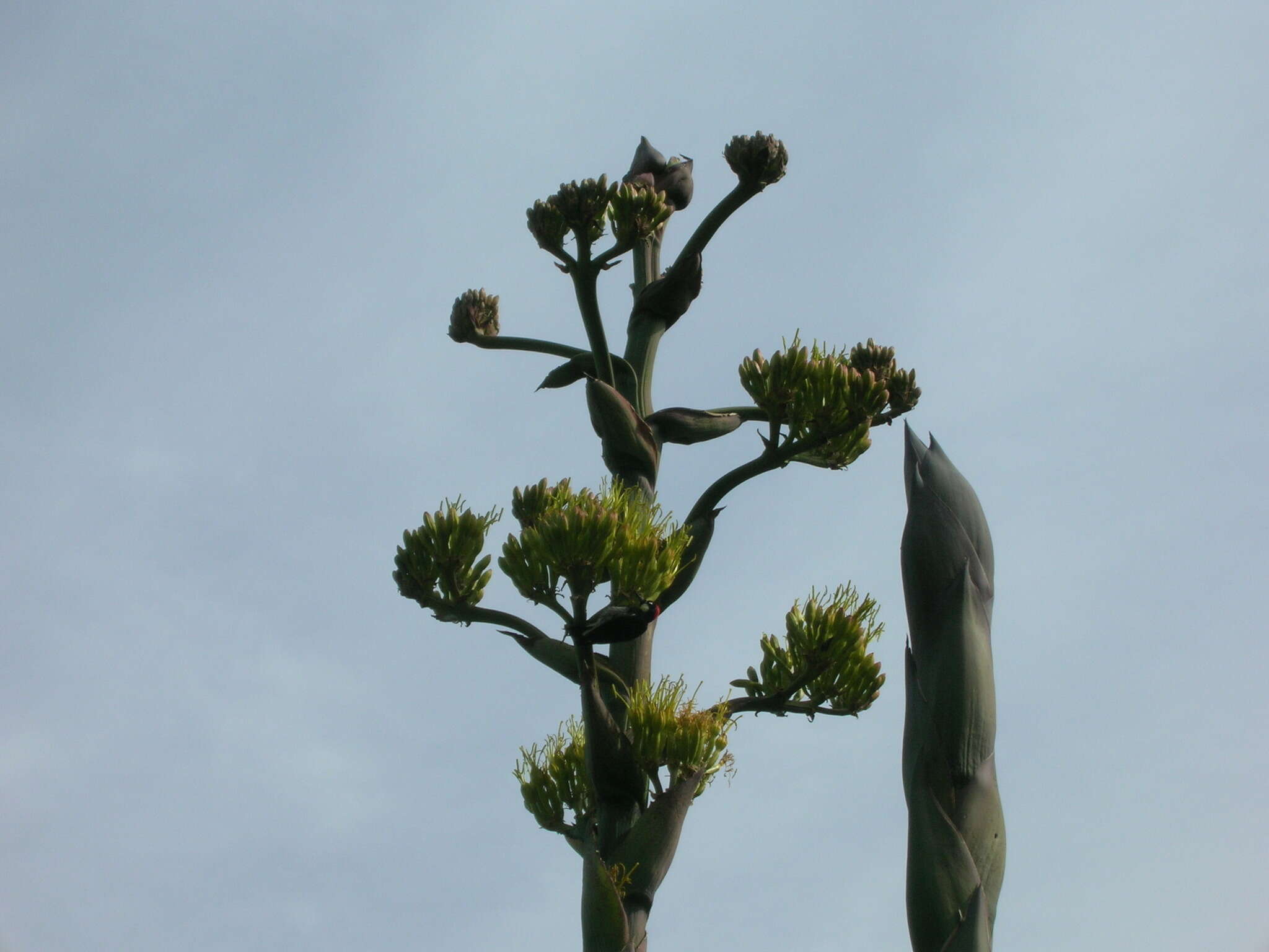 Image of Acorn Woodpecker