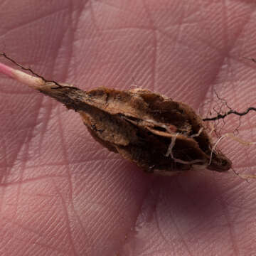 Image of Moraea angulata Goldblatt