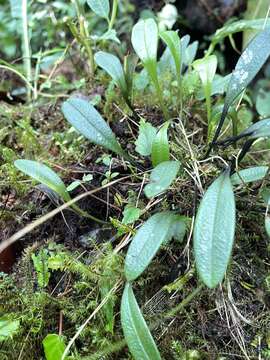 Imagem de Porroglossum amethystinum (Rchb. fil.) Garay