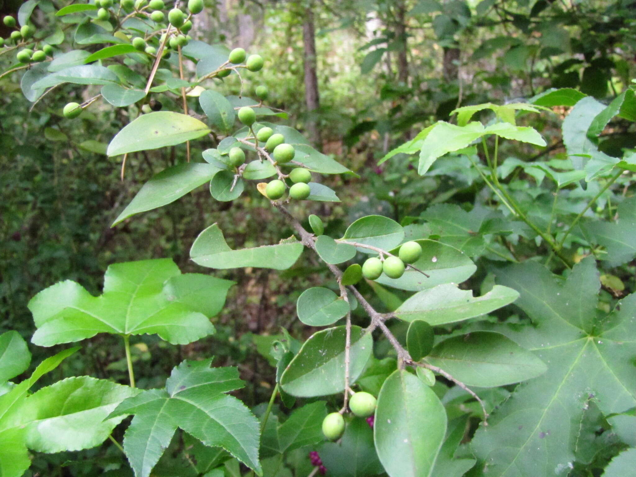 Image of Chinese privet