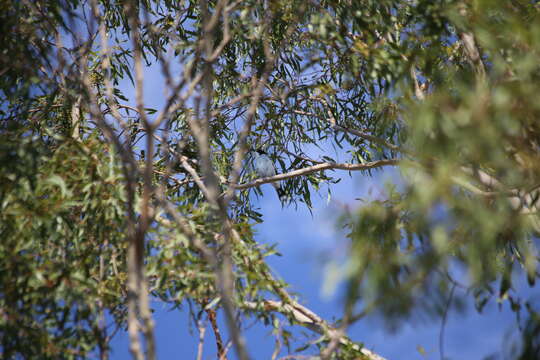 Image of Grey Butcherbird