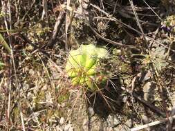 Image de Echinopsis bridgesii subsp. bridgesii