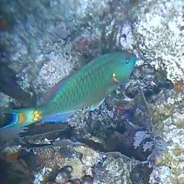 Image of Dark Green Parrotfish