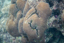 Image of spine coral