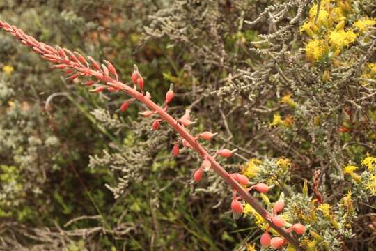 Image of Gasteria brachyphylla var. brachyphylla