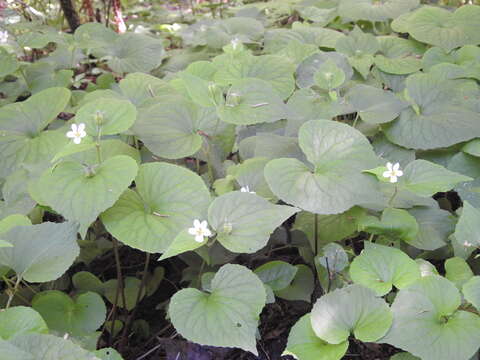 Image of creepingroot violet