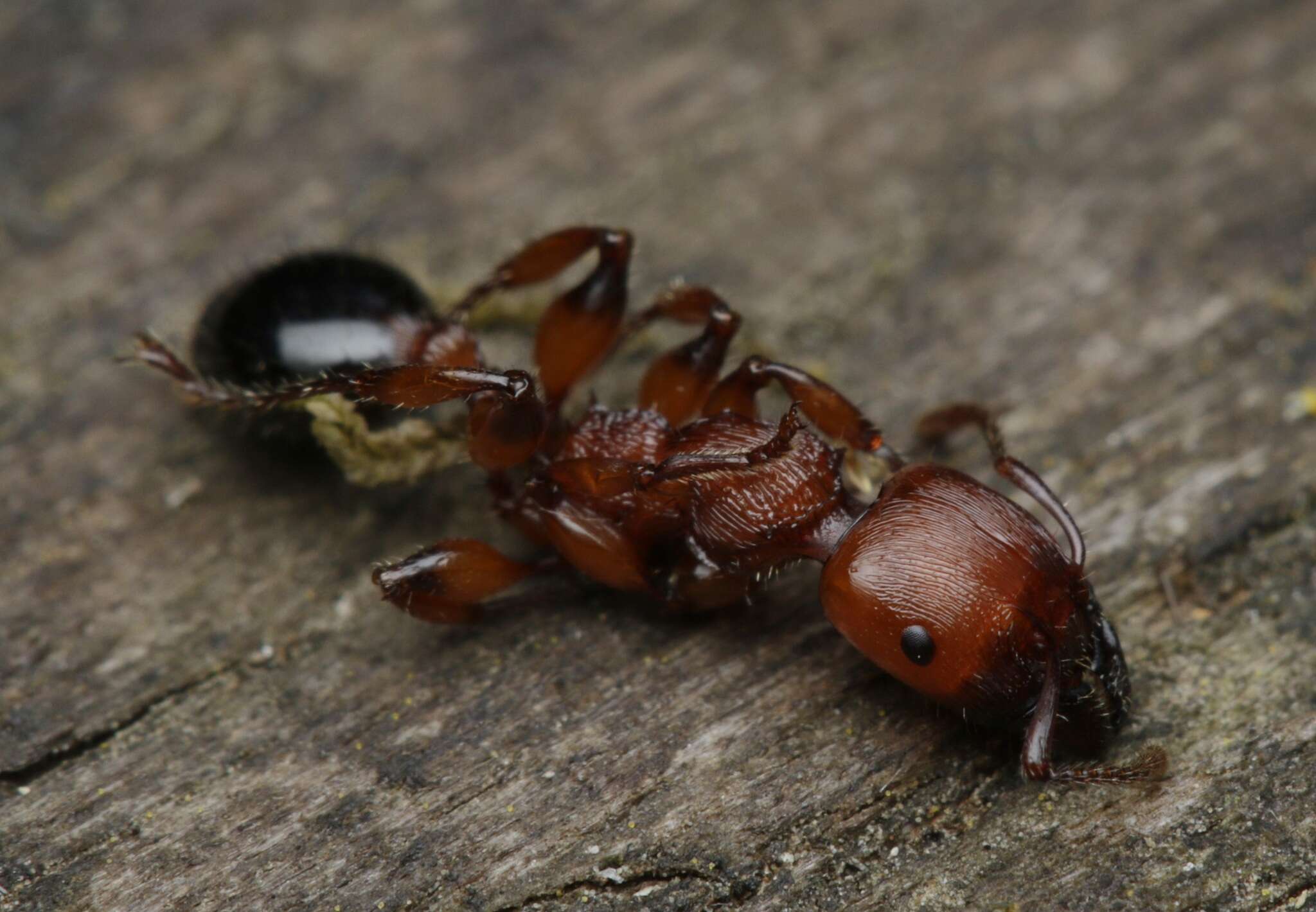 Image de Podomyrma gratiosa (Smith 1858)