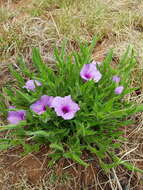 Image of Ipomoea crassipes Hook.