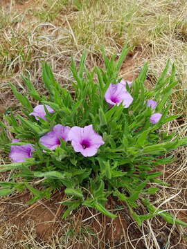 Sivun Ipomoea crassipes Hook. kuva