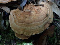 Image of Trametes orientalis (Yasuda) Imazeki 1943