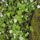 Image of Drymaria gracilis subsp. carinata (Brandeg.) Duke