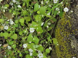 Image of Drymaria gracilis subsp. carinata (Brandeg.) Duke