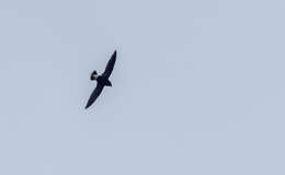 Image of Purple Needletail