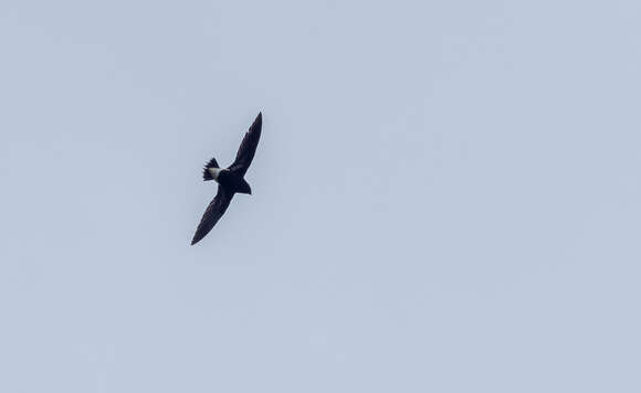 Image of Purple Needletail