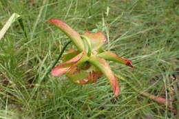 Image of Yellow Trumpets