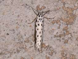 Image of Ethmia hagenella Chambers 1878