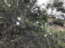 Image of island false bindweed