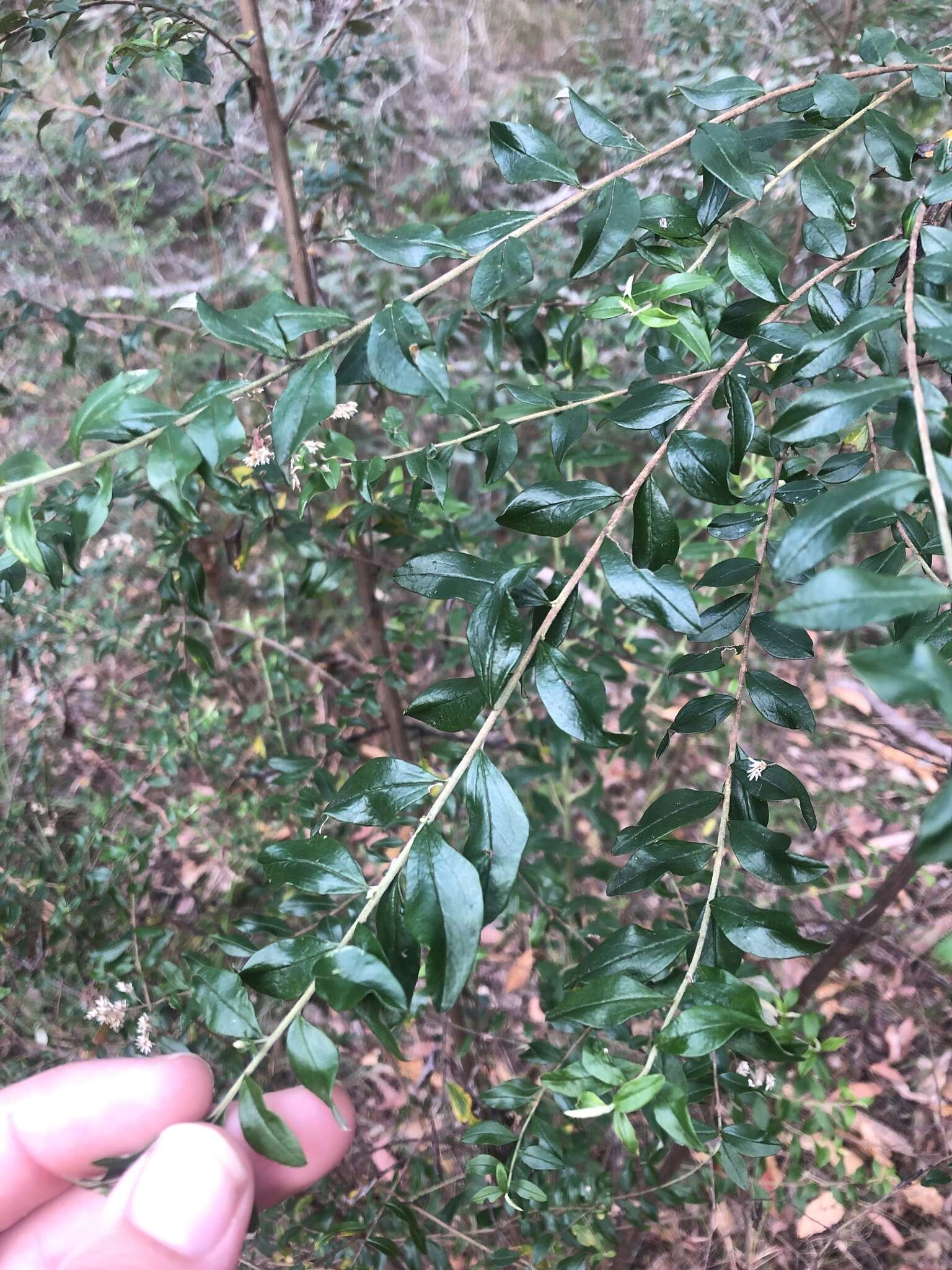 Plancia ëd Cassinia subtropica F. Müll.