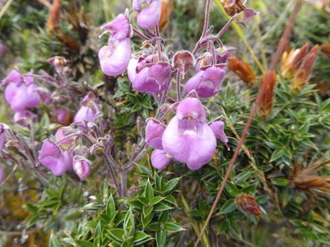 Image of Calceolaria weberbaueriana Kränzl.