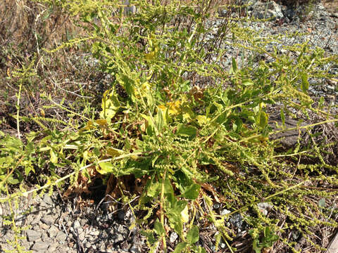 Image of sea beet