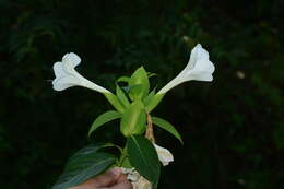 Barleria grandiflora Dalz.的圖片