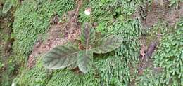 Image of Gloxinia erinoides (DC.) Roalson & Boggan