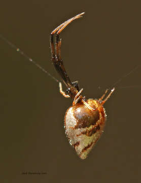 Image of Argyrodes elevatus Taczanowski 1873