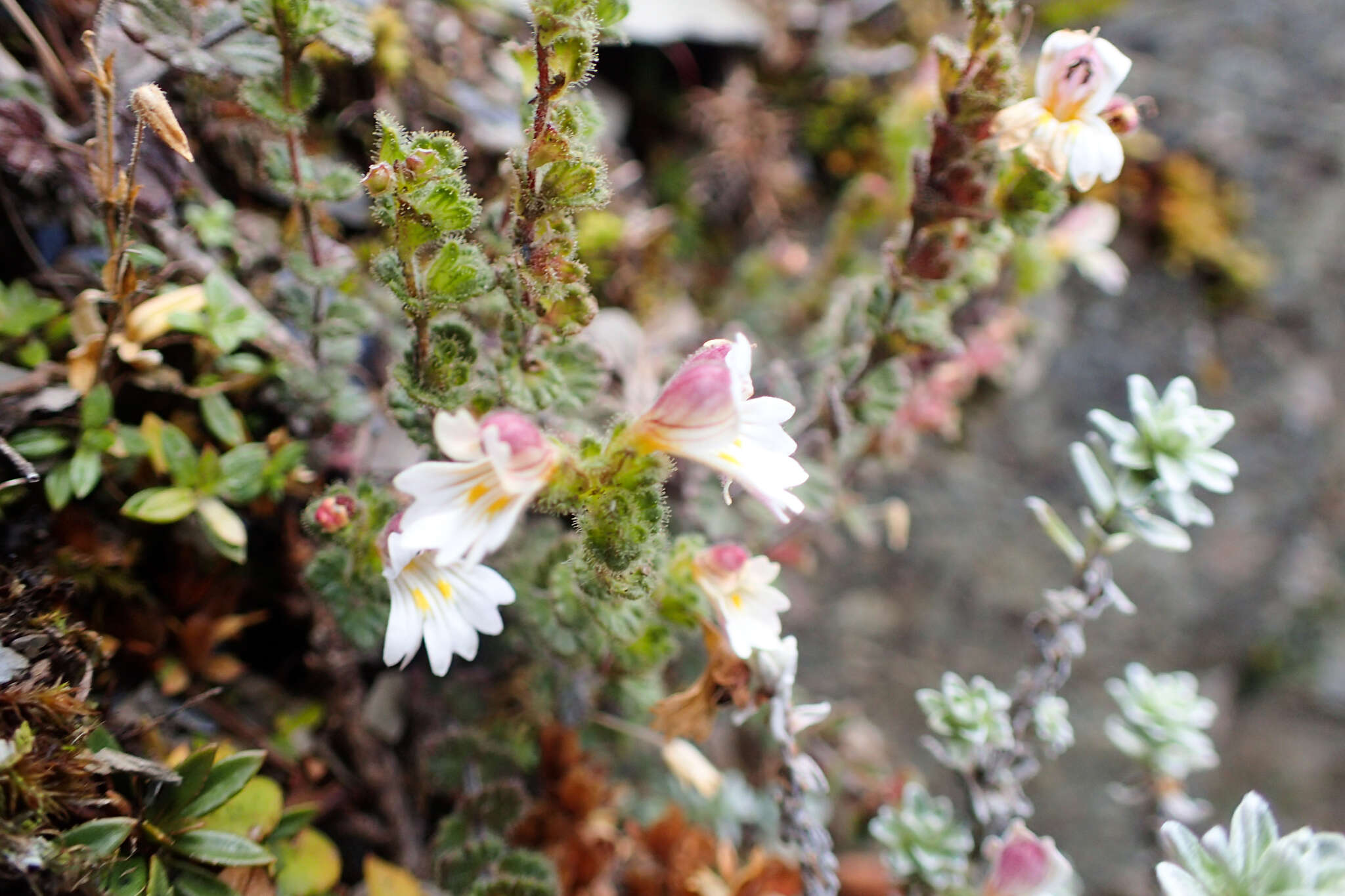 Image of Euphrasia transmorrisonensis var. durietziana (Ohwi) T. C. Huang & M. J. Wu