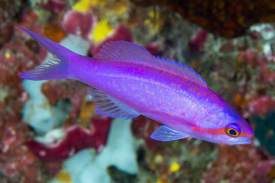 Image of Amethyst anthias