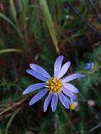 Image of Creeping Stiff-leaved Aster