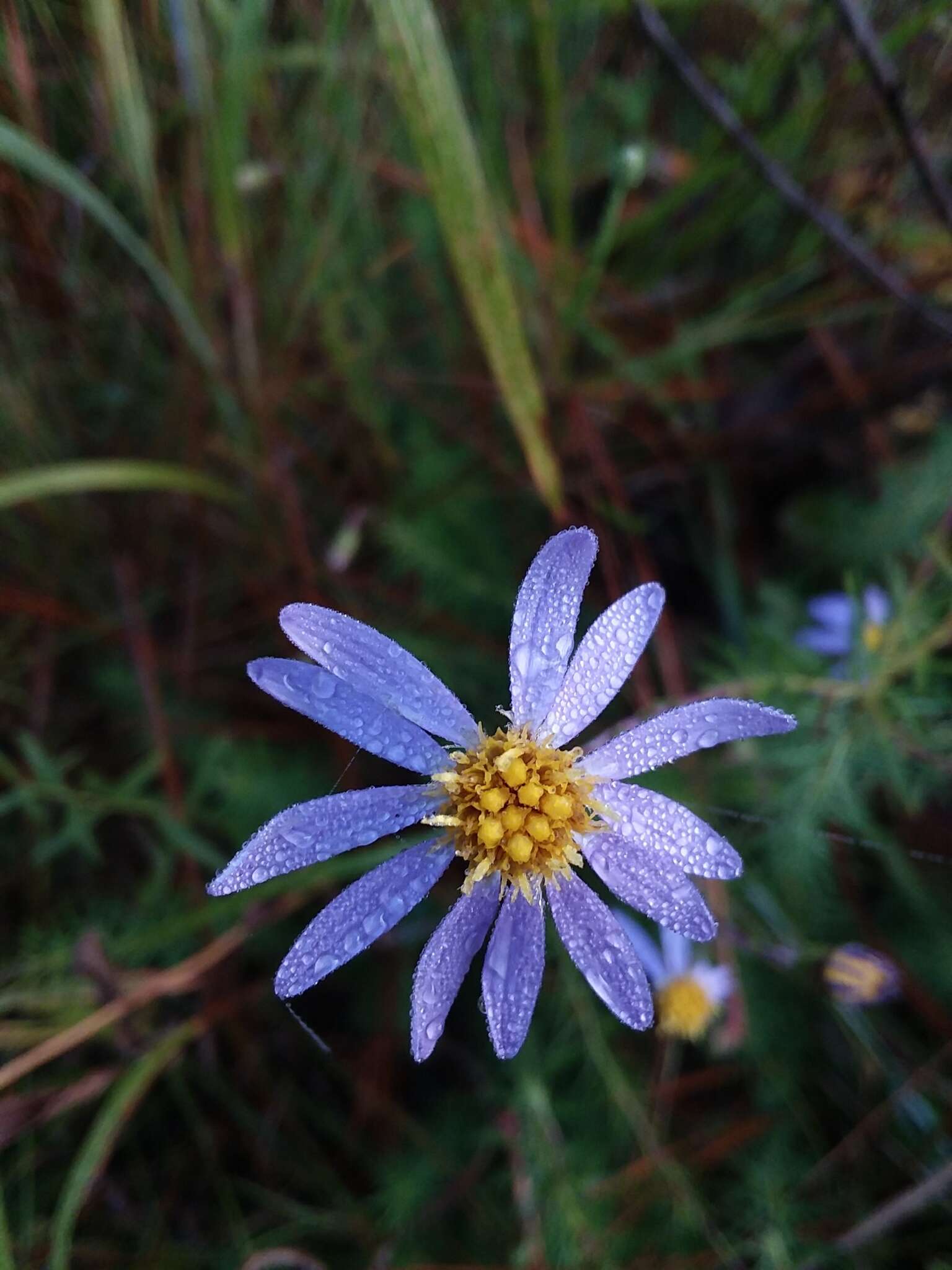 Image of Creeping Stiff-leaved Aster