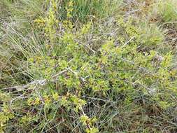 Sivun Rhamnus saxatilis subsp. saxatilis kuva