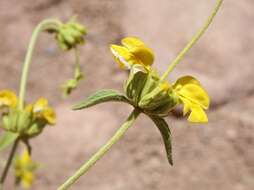 Image of Sinai Jerusalem sage