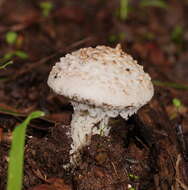 Image de Amanita farinacea (Sacc.) Cleland & Cheel 1914