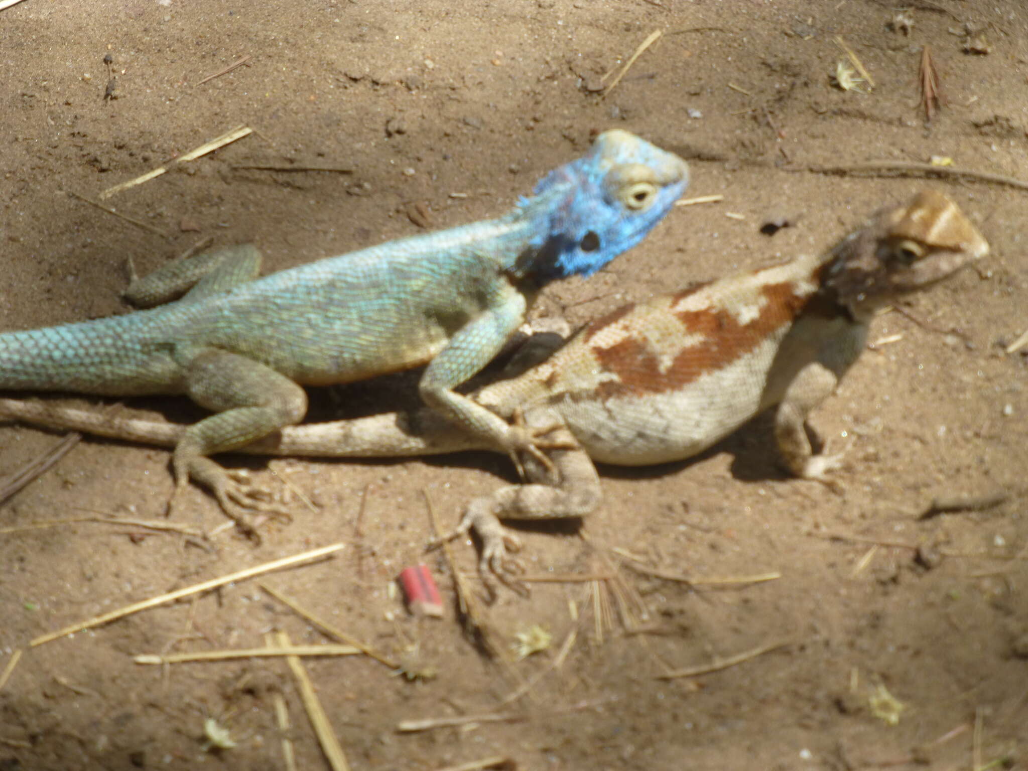 Image of Mozambique Agama