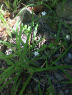 Image of Arthropodium candidum Raoul