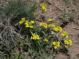 Image of Erysimum ibericum (Adams) DC.