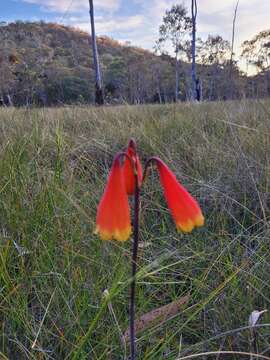 Image of Blandfordia grandiflora R. Br.