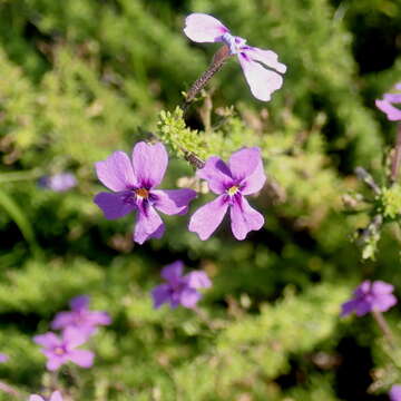 Image of Jamesbrittenia microphylla (L. fil.) O. M. Hilliard