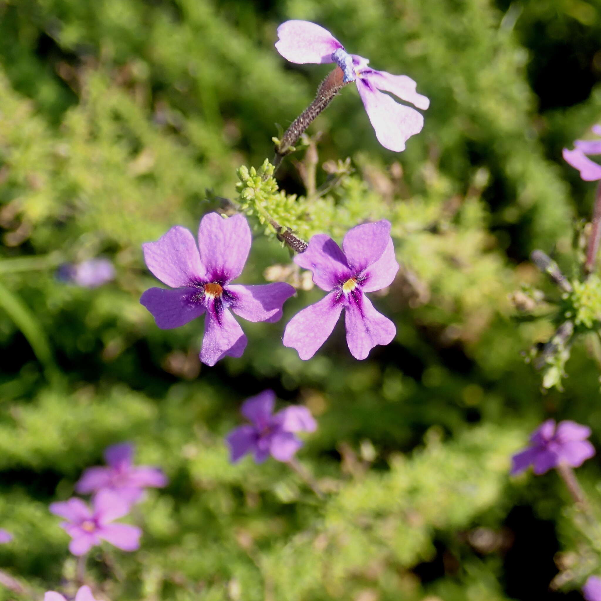 Image de Jamesbrittenia microphylla (L. fil.) O. M. Hilliard